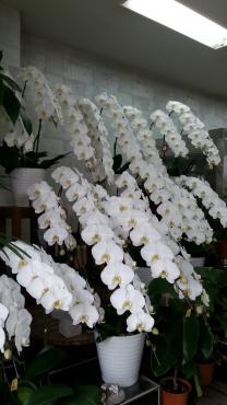 幸福よ飛んでこいっ｜「フローリストワタナベ」　（長野県長野市の花キューピット加盟店 花屋）のブログ