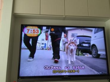 当店の看板犬クレアがフジテレビ「きょうのわんこ」に出演しました！！｜「フローリストワタナベ」　（長野県長野市の花キューピット加盟店 花屋）のブログ