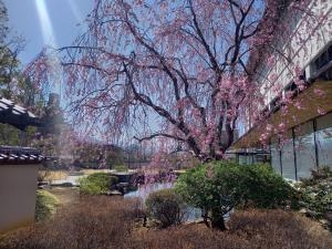 桜咲いた|「フローリストワタナベ」　（長野県長野市の花屋）のブログ
